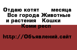 Отдаю котят. 1,5 месяца - Все города Животные и растения » Кошки   . Коми респ.